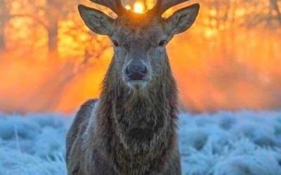 Zvířecí průvodci (totemová zvířata)