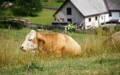 Vaše příběhy: Příběh zacelení rodové linie