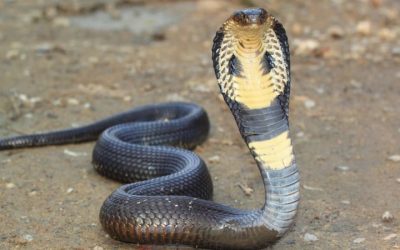 Vaše příběhy: Síla Starého Egypta